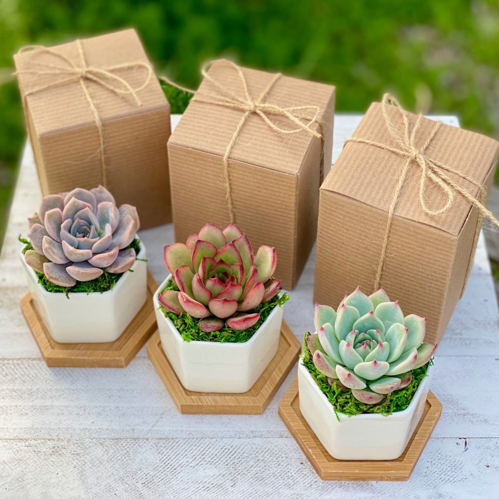 A beautifully packaged succulent gift box ready for delivery